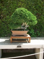 /album/danimayosinfojardin2/bonsai-enebro-chino-jpg-jpg/